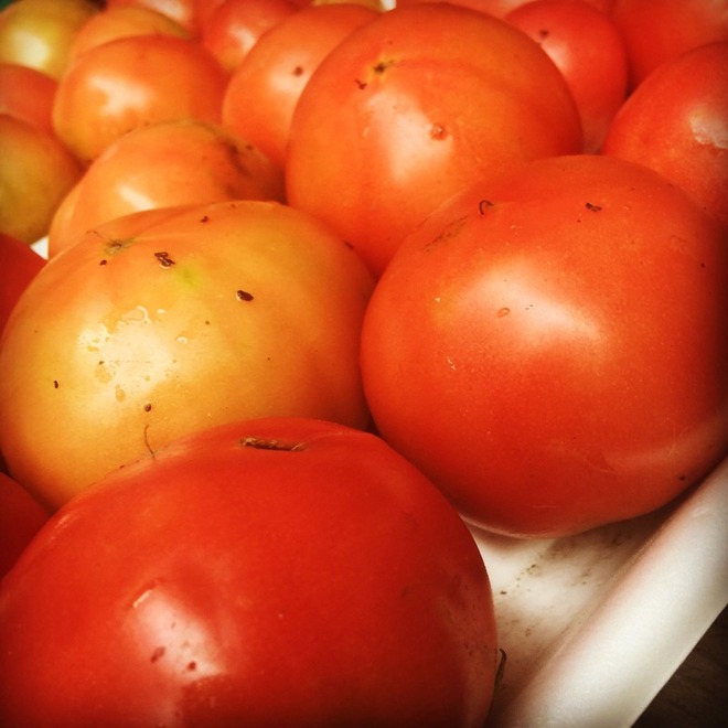 自家菜園トマト『桃太郎』
